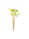 Dried Plant Green 50pcs Nuova Vita