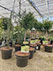 Juniperus Chinensis Blue Alps on Stem