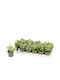 Hedera 'White Wonder' 8,5 cm