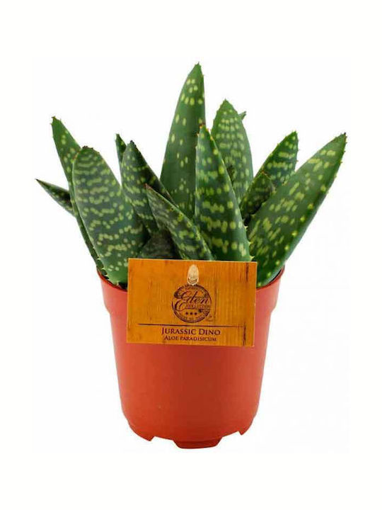 Aloe Paradisicum 10.5cm