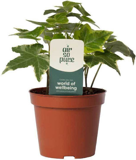 Hedera Helix 'goldchild' 8,5 cm Hedera Helix 'goldchild' 8,5 cm
