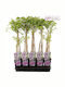 Wisteria 'black Dragon' 15cm