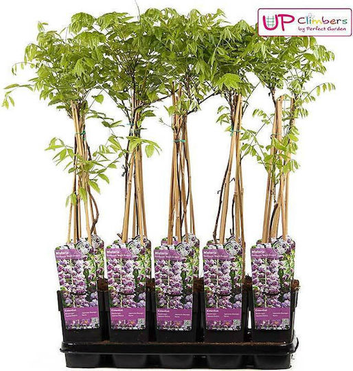 Wisteria 'black Dragon' 15cm Wisteria 'black Dragon' 15cm