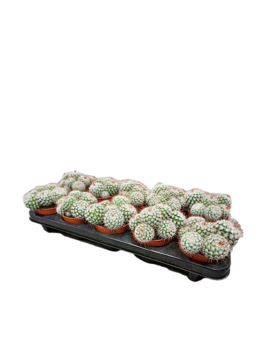 Mammillaria Bombycina Gruppe 10,5 cm Mammillaria Bombycina Gruppe 10,5 cm