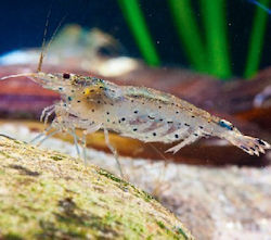 Caridina Multidentata Amano Ml