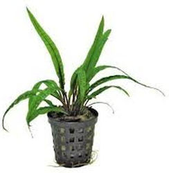 Cryptocoryne Balansae