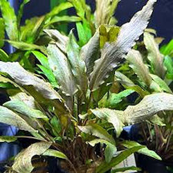 Cryptocoryne Undulata