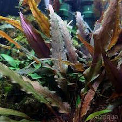 Cryptocoryne Undulata Red