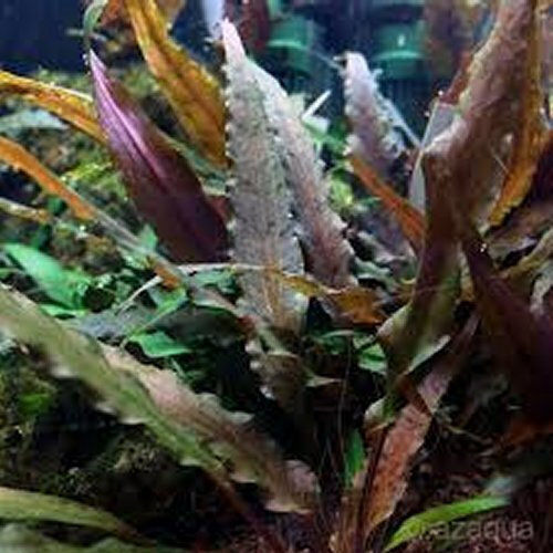 Cryptocoryne Undulata Red