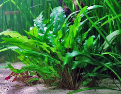 Cryptocoryne Wallisii