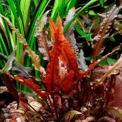 Cryptocoryne Walkerii