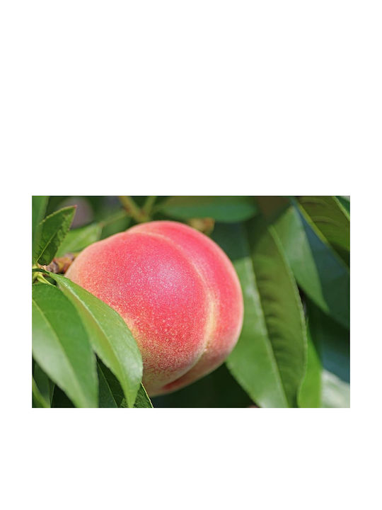 Peach Tree Symphony