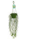 Hoya Linearis 14cm
