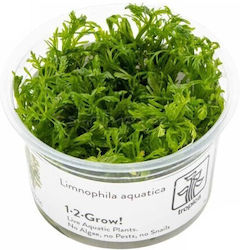 Limnophila Aquatica 1-2-grow