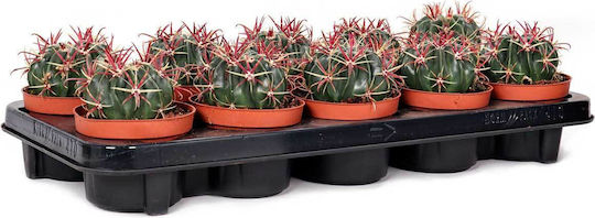 Ferocactus Latispinus 10.5cm