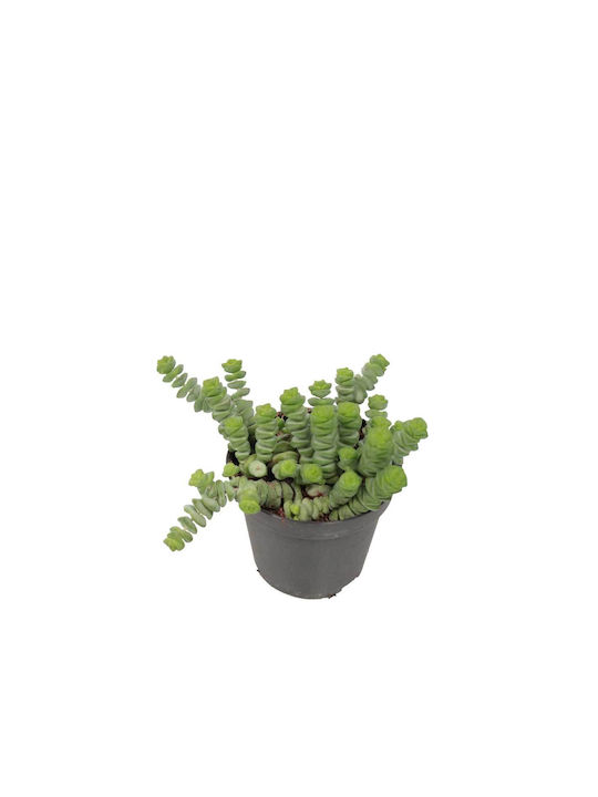 Crassula Marnieriana 9cm