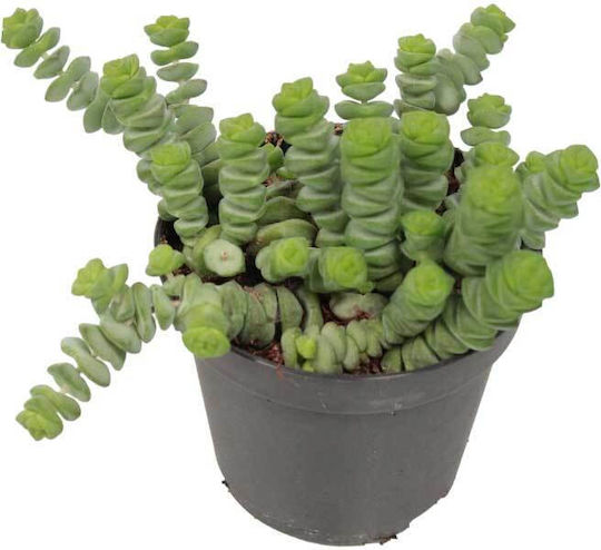 Crassula Marnieriana 9cm
