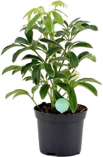 Schefflera 'moondrop' 8.5cm
