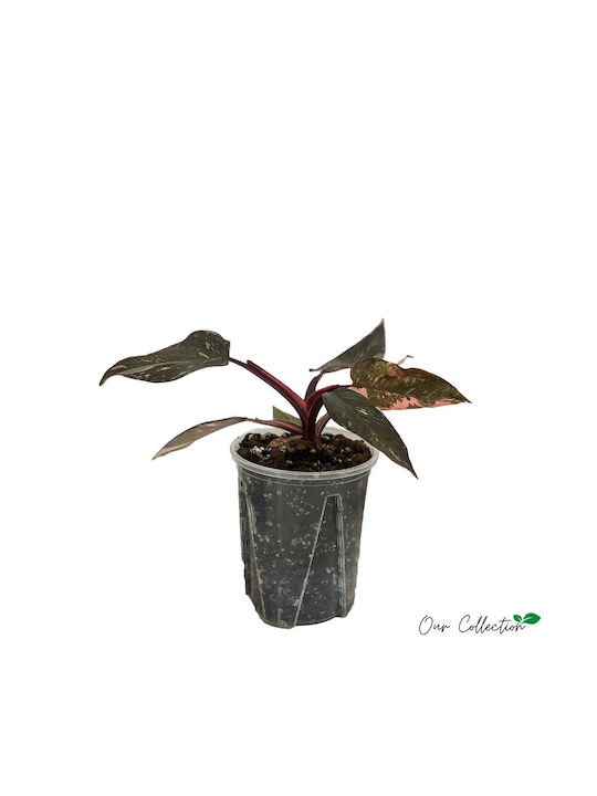 Philodendron 'pink Princess' 14cm