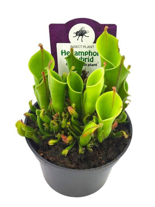 Heliamphora Carnivorous Plant 15 cm