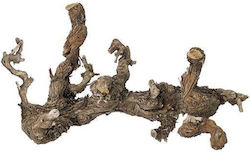 Rădăcină de viță 20-25cm