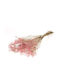 Getrocknete Pflanze Schleierkraut Preserved Pink Fankon Flowers