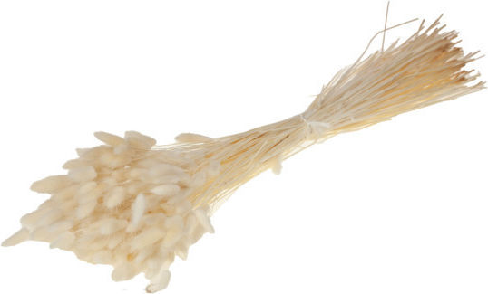 Αποξηραμένο Φυτό Lagurus ovatus Bleached White Fankon Flowers