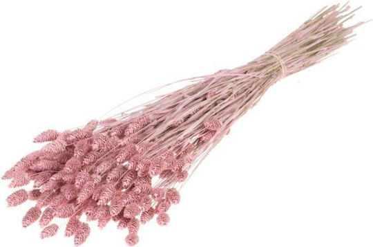 Getrocknete Pflanze Phalaris Pink Misty Fankon Flowers