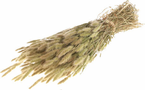 Αποξηραμένο Φυτό Polypogon Fankon Flowers