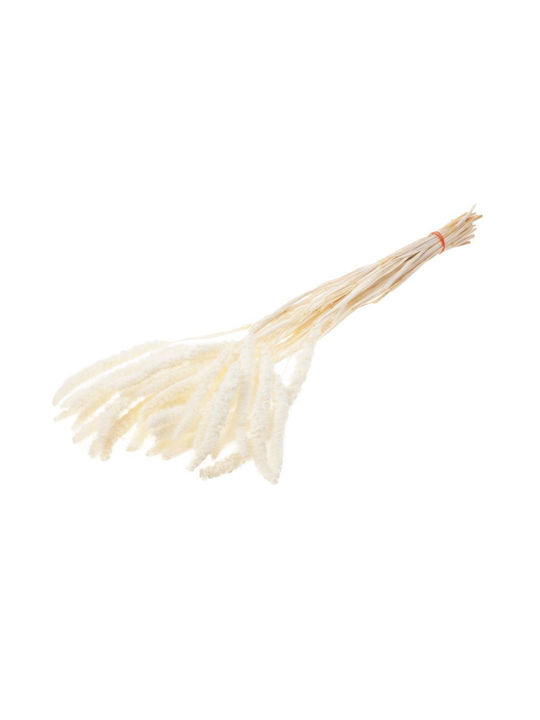 Dried Plant Setarea Bleached White Fankon Flowers