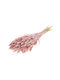 Dried Plant Setarea Pink Misty Fankon Flowers