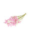 Getrocknete Pflanze Sinuata Natural light pink Fankon Flowers