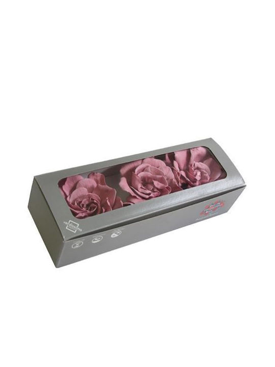 Ewige Rose Cherry Vintage in Box 3Stück Fankon Flowers