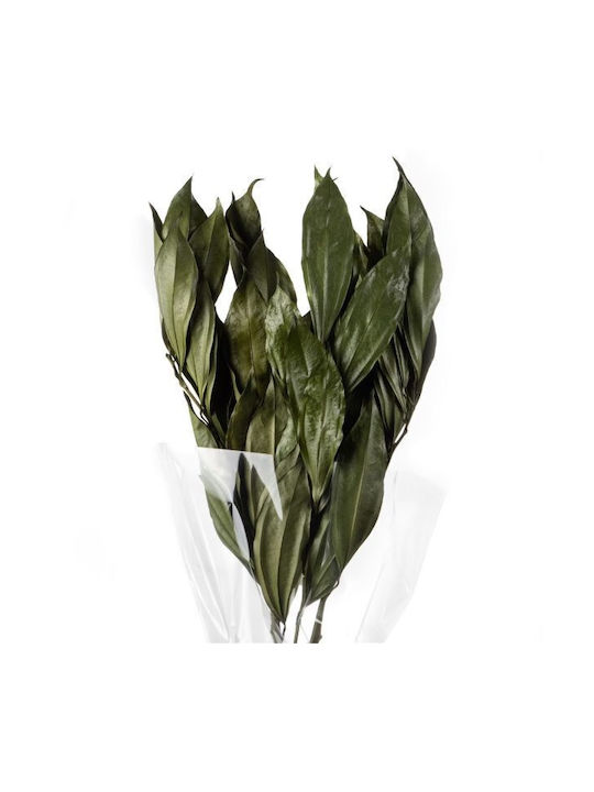 Decorative Artificial Plant Cocculus Preserved ...