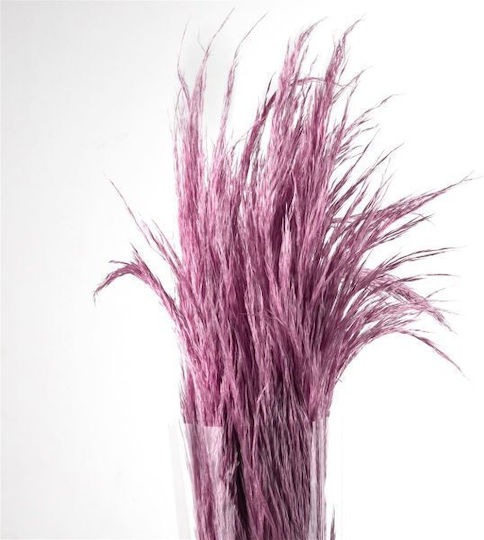 Getrocknete Pflanze Pampasgras Preserved Serenity 5Stück Fankon Flowers