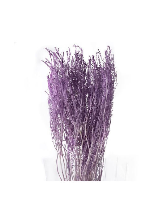 Getrocknete Pflanze Thlaspi Preserved Baby Light Violet 5Stück Fankon Flowers