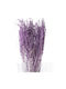 Getrocknete Pflanze Thlaspi Preserved Baby Light Violet 5Stück Fankon Flowers