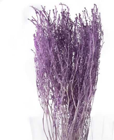 Αποξηραμένο Φυτό Thlaspi Preserved Baby Light Violet 5τμχ Fankon Flowers