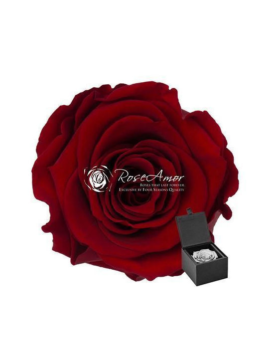 Ewige Rose Rot Fankon Flowers