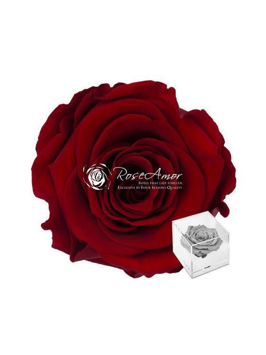Ewige Rose Rot Fankon Flowers