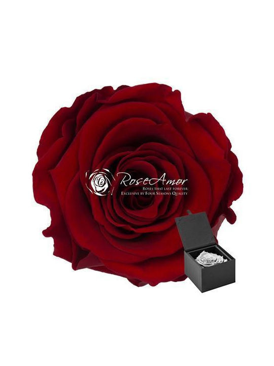 Ewige Rose Rot Fankon Flowers