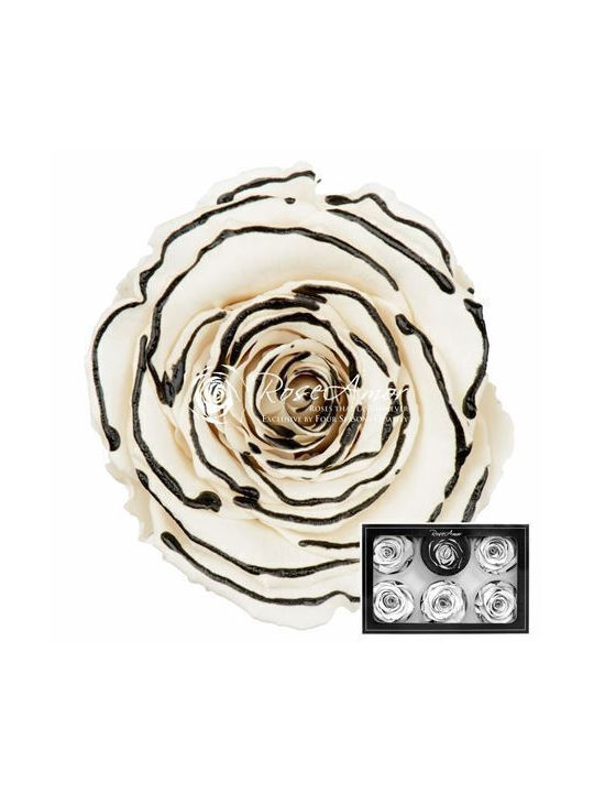 Ewige Rose 6Stück Fankon Flowers