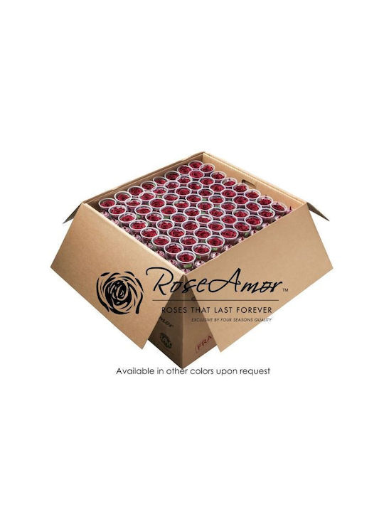 Ewige Rose Rot 640Stück Fankon Flowers