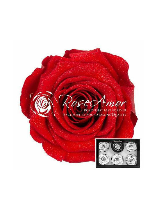 Ewige Rose Rot 6Stück Fankon Flowers