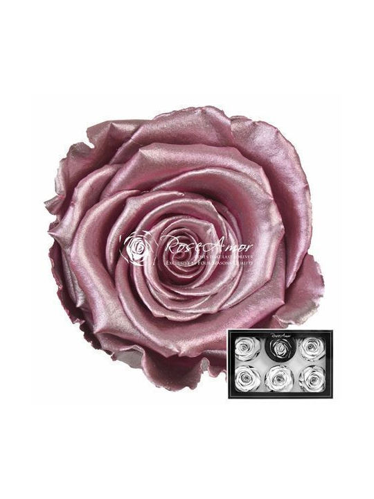 Ewige Rose Metallic Old Pink 6Stück Fankon Flowers