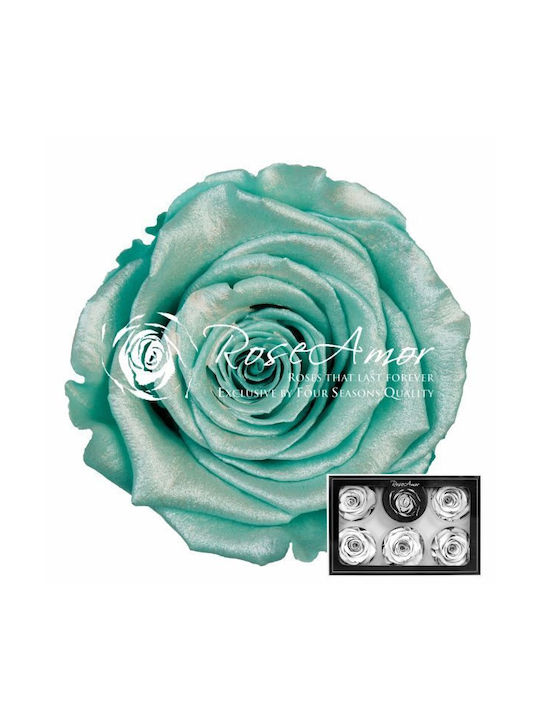 Ewige Rose Pearl Tiffany Blue 6Stück Fankon Flowers