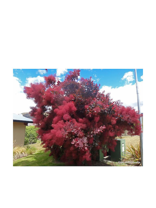 "καλλωπιστικός Κότινος" Cotinus Coggygria Royal Purple