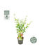 Acer Palmatum "going Green"