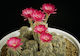Κάκτος "echinopsis Mix" 50 Σπόροι