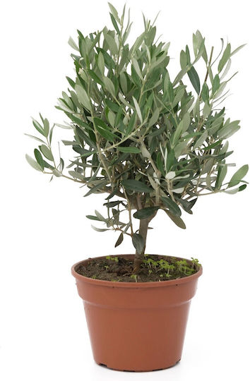 Ελιά Olea Europaea Bonsai